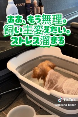 お風呂に入るぽちこちゃん