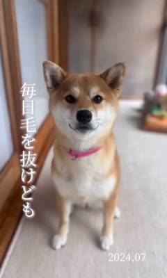 クルミちゃんの1年間の写真9