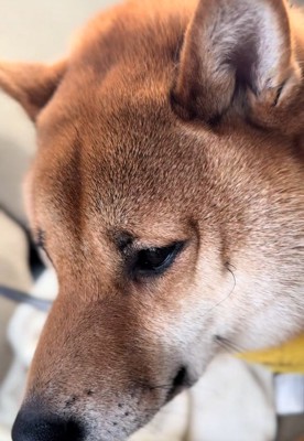 アップのこてつ君