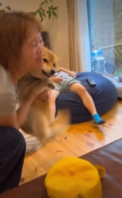 お母さんと遊ぶ犬4