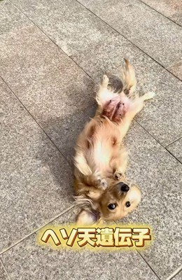 ヘソ天で寝転がる小型犬