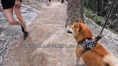 構ってほしそうなナラちゃん