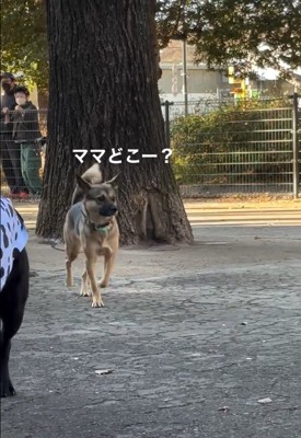 ママを探すカッパちゃん