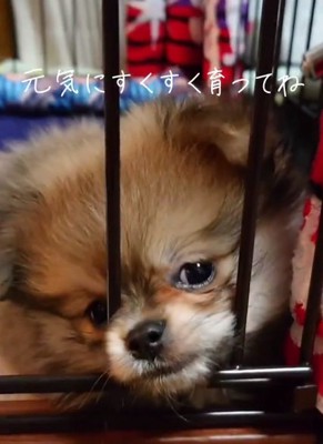 柵越しのつくねくん