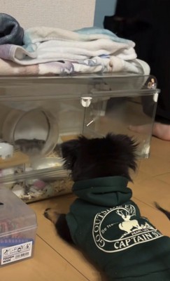 伏せで見つめる犬