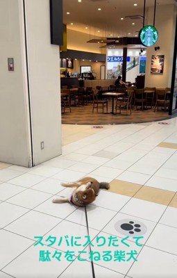 スタバに入りたい茶々麻呂之介くん