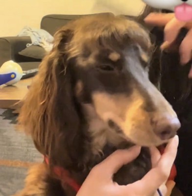 目を細めて落ち着く犬