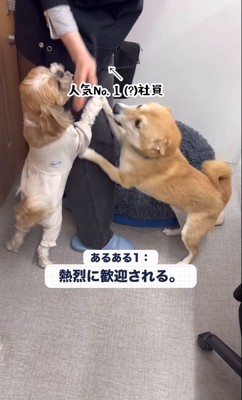 社員さんを歓迎するフクちゃん＆マロちゃん4