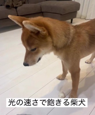 一瞬で飽きちゃった