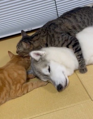 ユキちゃんの取り合い！？