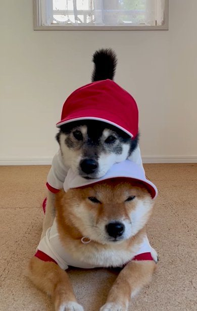 体育着姿で顔を重ねる2頭の柴犬