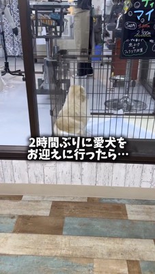 サークルに入った犬の後ろ姿