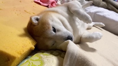 「このままでいいか…」