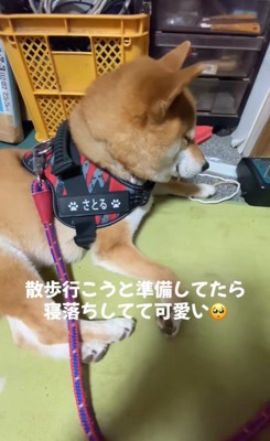 寝落ちする悟くん