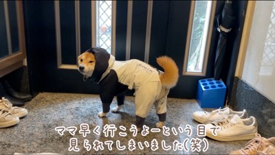 玄関前で飼い主を振り返る犬