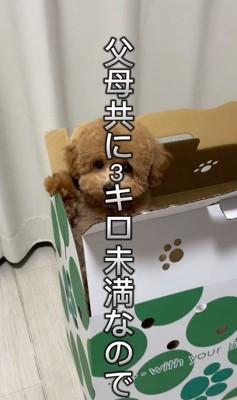 トイプードルの子犬をお迎え