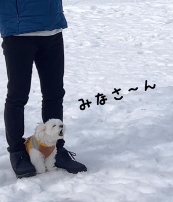 飼い主の足の間にいて吠える犬