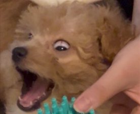 大混乱