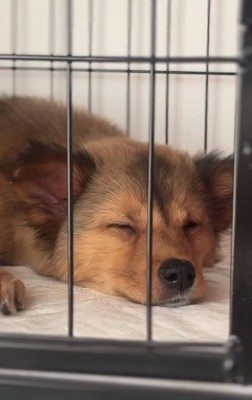 眠くなるクルミちゃん