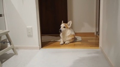 伏せの体勢でくつろぐ犬