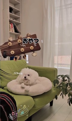 弾き語りを聴くメロンさん6