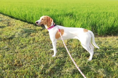 稲田と白茶の犬