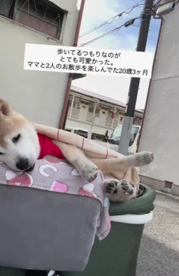 リンちゃんは20歳