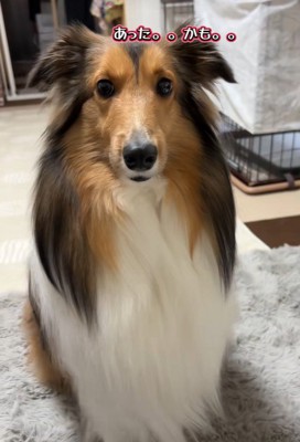 神妙な面持ちでお座り