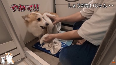喧嘩しながらタオルドライ