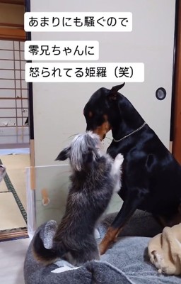 零くんに怒られる姫羅ちゃん2