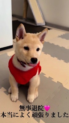 こんなに元気な姿に！