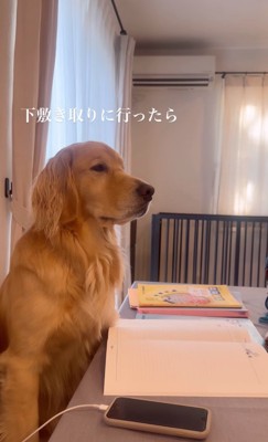 椅子に座る大型犬