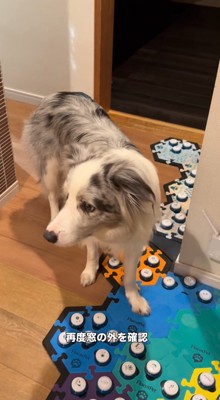 窓の外を見つめる犬