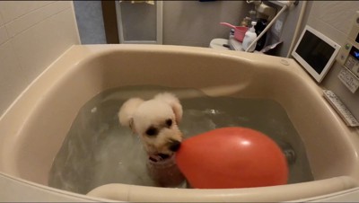 風船を加えながら湯船に浸かる犬