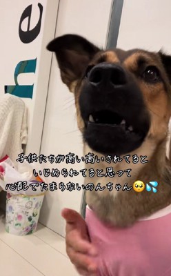 「パパ…早く降ろしてあげて！」