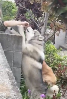 手に甘える犬
