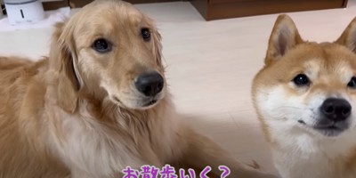 お散歩というワードに目を輝かせるゴールデンレトリバーと柴犬