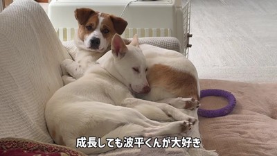 先輩犬との添い寝は継続中
