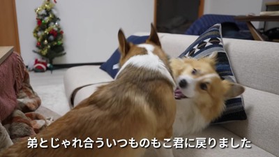 ヤギミルクで元気に♪