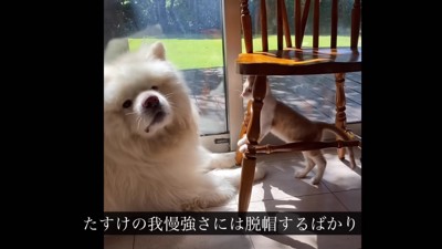 懐が深いたすけちゃん