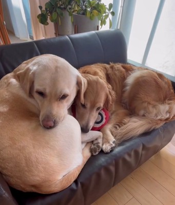 くっついて眠る2匹の犬