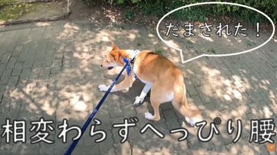 へっぴり腰でドッグランへ