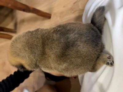 コロコロの子犬2