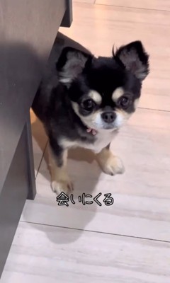 ここまるちゃんの寂しい時の行動3