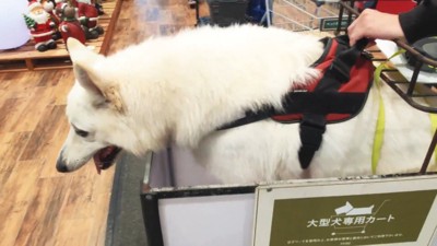 「歩いてないのに進んでる!?」と不思議そう