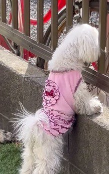 老人の家を見つめる犬