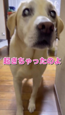 飼い主に近寄る犬