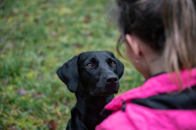 女性を見つめる犬