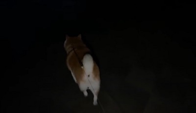 散歩する柴犬2