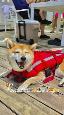 妹たちを笑顔で見つめる長女の柴犬